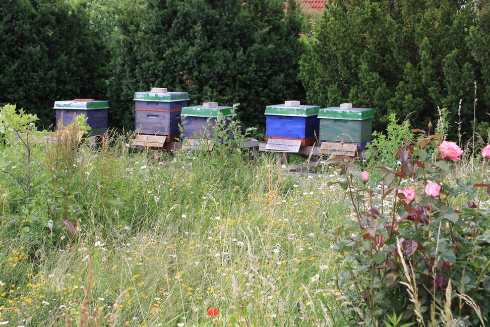 bienenstand_neu_1.jpg