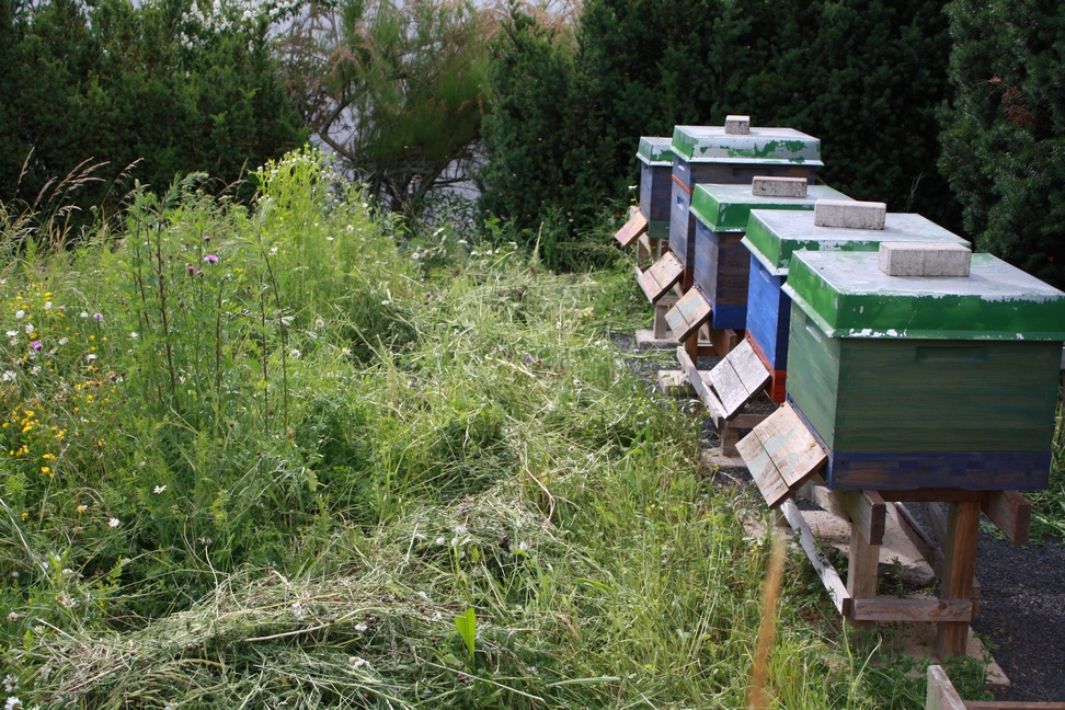 bienenstand_neu_2.jpg