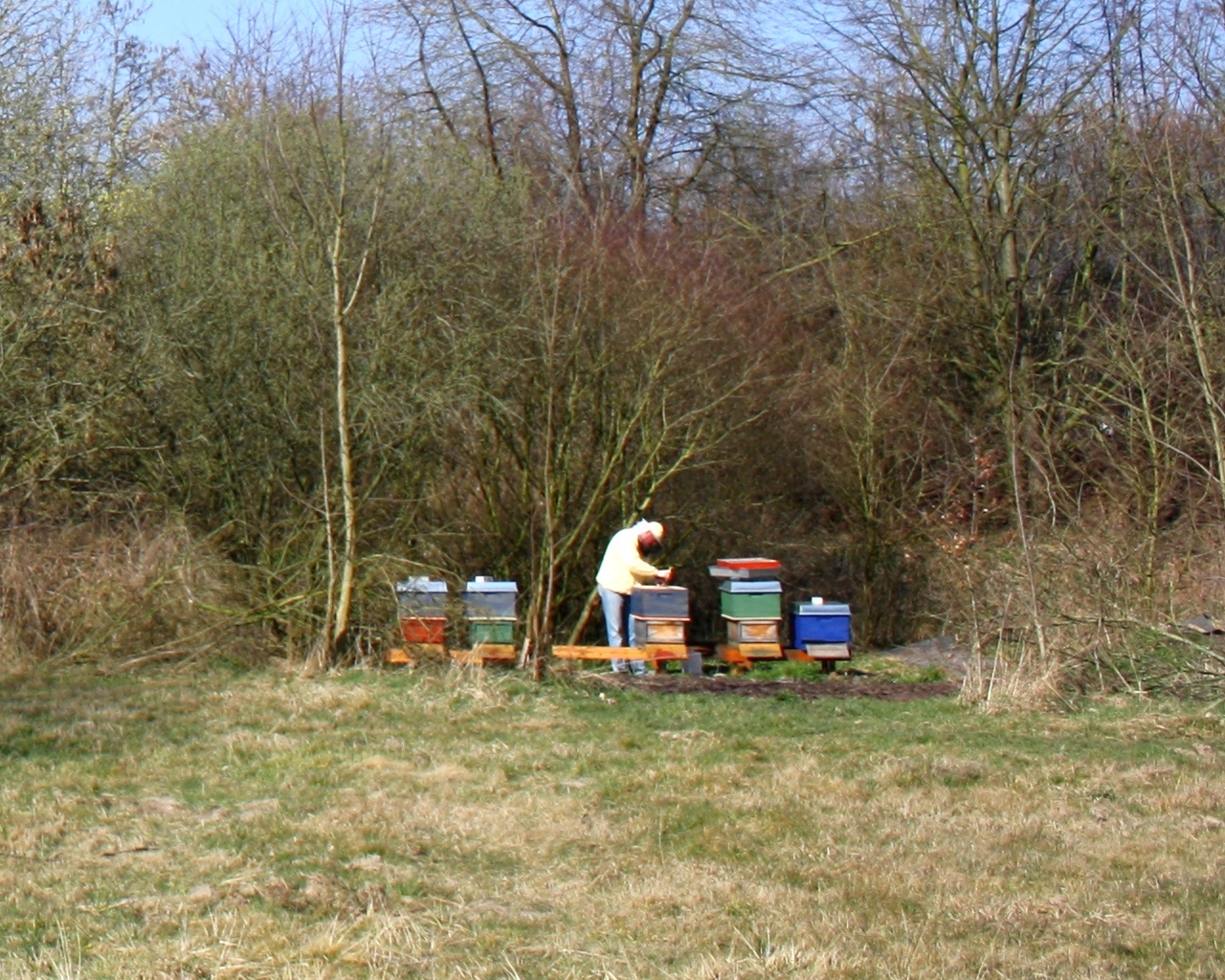 Imker Maik am Bienenstand